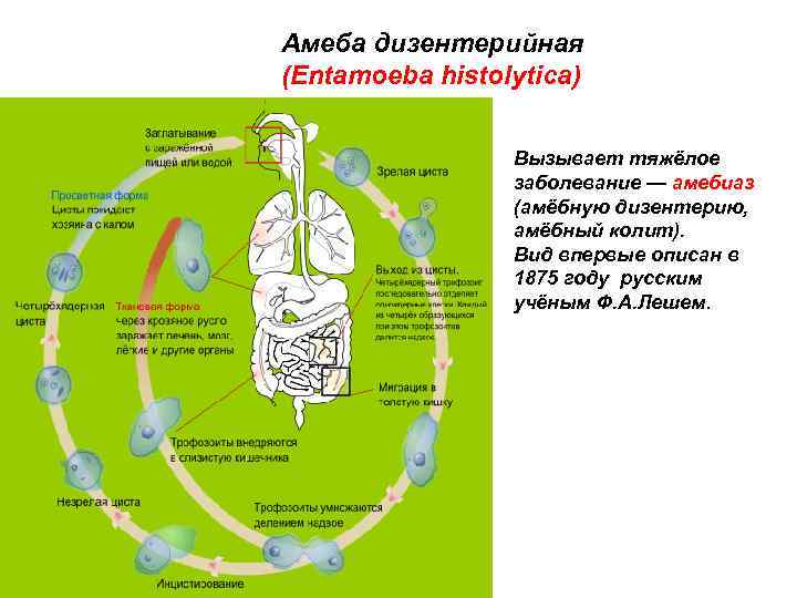 Амеба дизентерийная (Entamoeba histolytica) Вызывает тяжёлое заболевание — амебиаз (амёбную дизентерию, амёбный колит). Вид