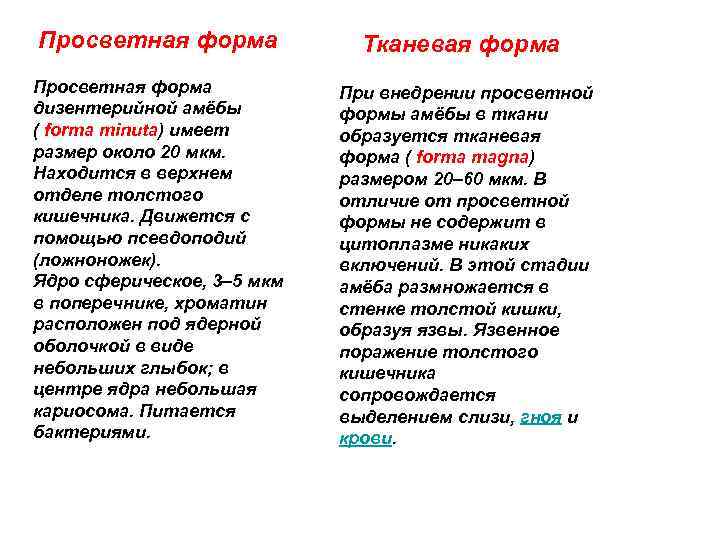 Просветная форма дизентерийной амёбы ( forma minuta) имеет размер около 20 мкм. Находится в