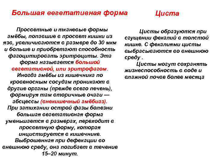 Большая вегетативная форма Просветные и тканевые формы амёбы, попавшие в просвет кишки из язв,