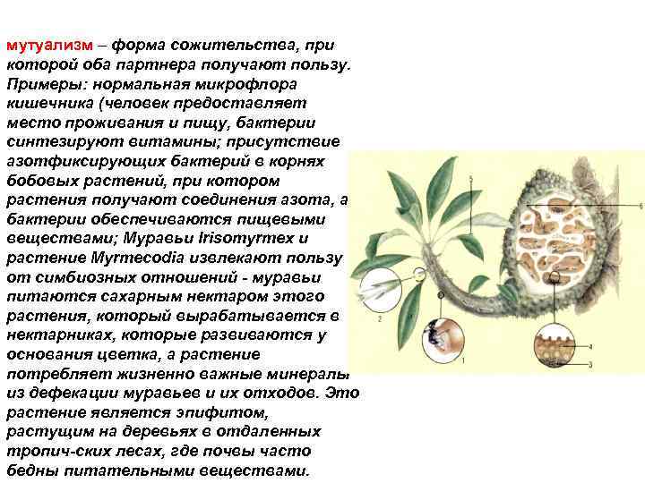 мутуализм – форма сожительства, при которой оба партнера получают пользу. Примеры: нормальная микрофлора кишечника