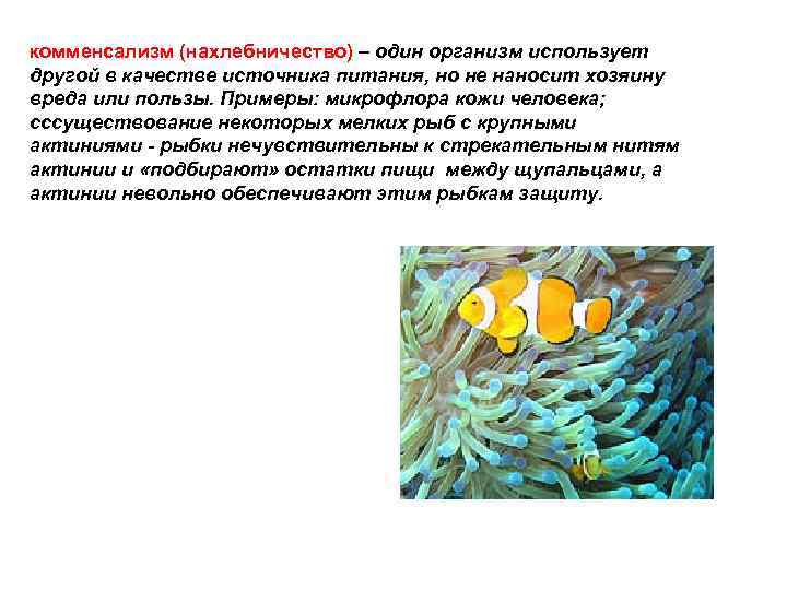 комменсализм (нахлебничество) – один организм использует другой в качестве источника питания, но не наносит