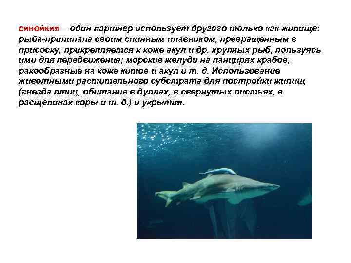 синойкия – один партнер использует другого только как жилище: рыба-прилипала своим спинным плавником, превращенным