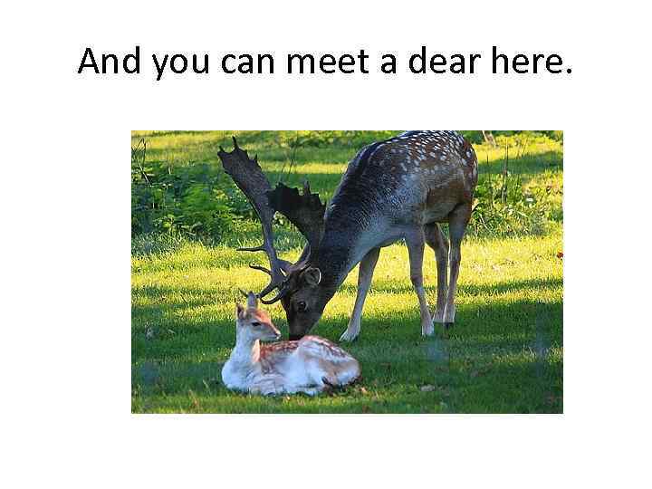 And you can meet a dear here. 