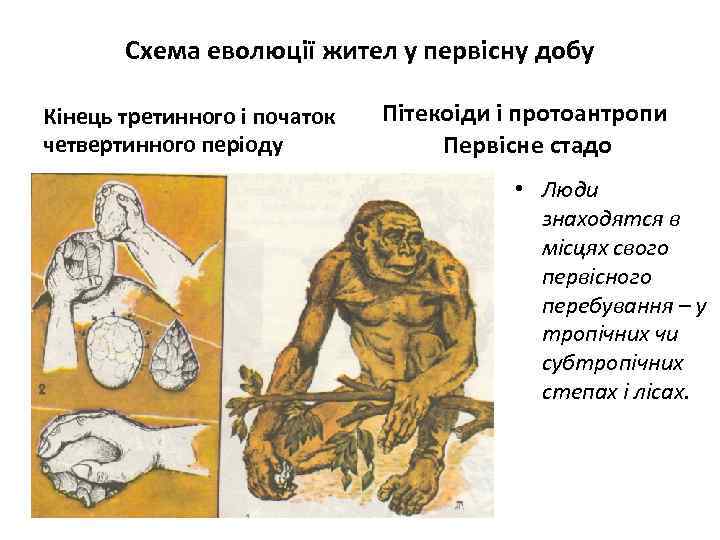 Схема еволюції жител у первісну добу Кінець третинного і початок четвертинного періоду Пітекоіди і