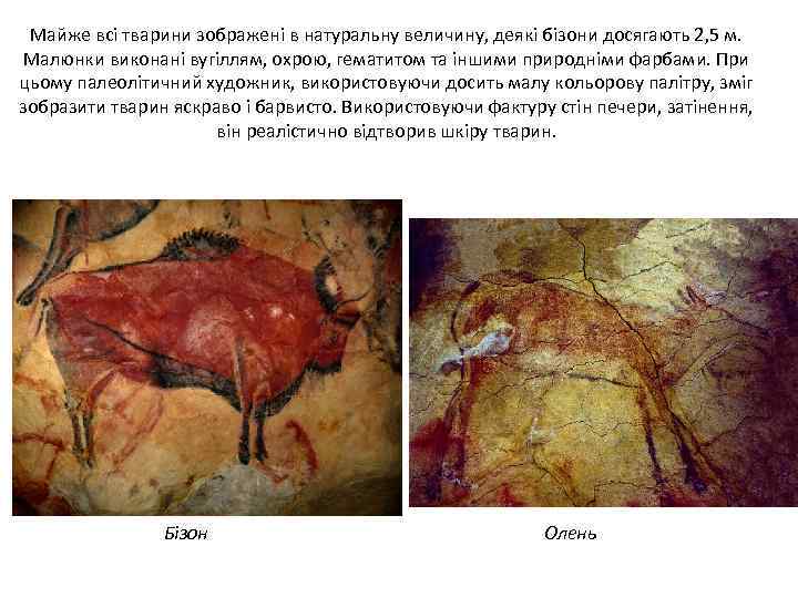 Майже всі тварини зображені в натуральну величину, деякі бізони досягають 2, 5 м. Малюнки