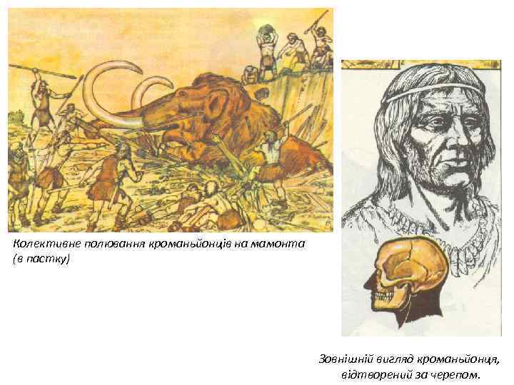 Колективне полювання кроманьйонців на мамонта (в пастку) Зовнішній вигляд кроманьйонця, відтворений за черепом. 
