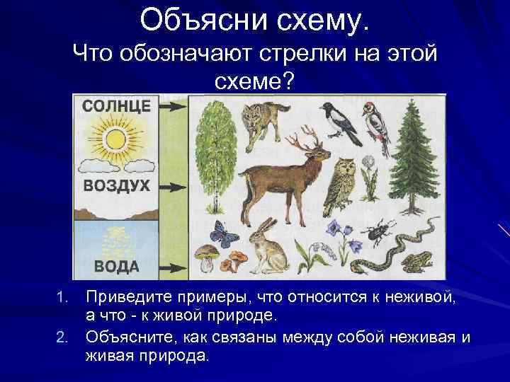 Объясни схему. Что обозначают стрелки на этой схеме? Приведите примеры, что относится к неживой,