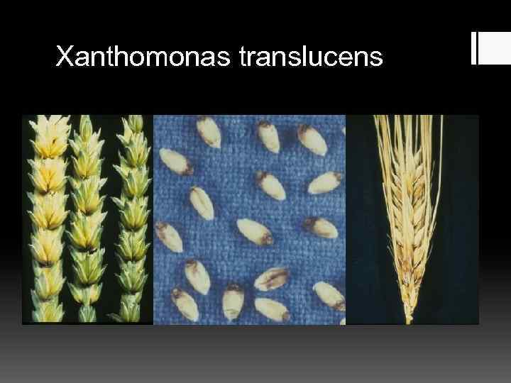 Xanthomonas translucens 