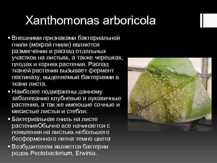 Xanthomonas arboricola § Внешними признаками бактериальной гнили (мокрой гнили) являются размягчении и распад отдельных