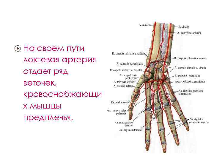 ⦿ На своем пути локтевая артерия отдает ряд веточек, кровоснабжающи х мышцы предплечья. 