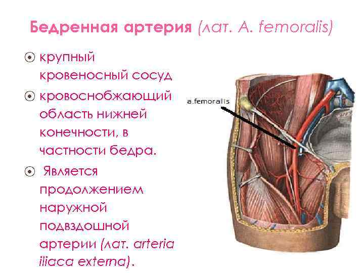 Бедренная Артерия Где Находится У Мужчин Фото