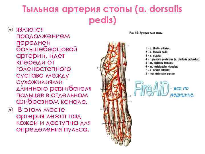 Артерии стопы схема