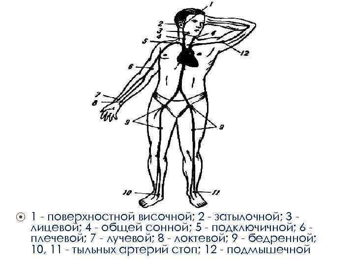 ⦿ 1 поверхностной височной; 2 затылочной; 3 лицевой; 4 общей сонной; 5 подключичной; 6