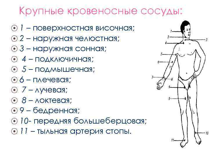 Крупные кровеносные сосуды: 1 – поверхностная височная; ⦿ 2 – наружная челюстная; ⦿ 3