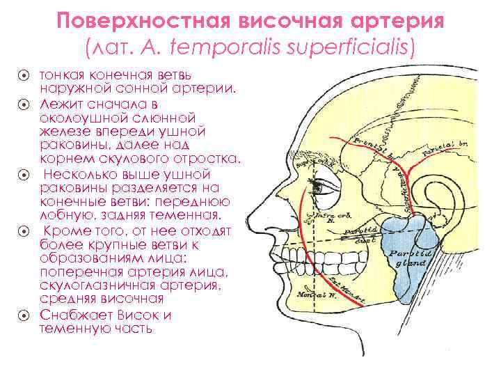 Где находится височная артерия у человека фото