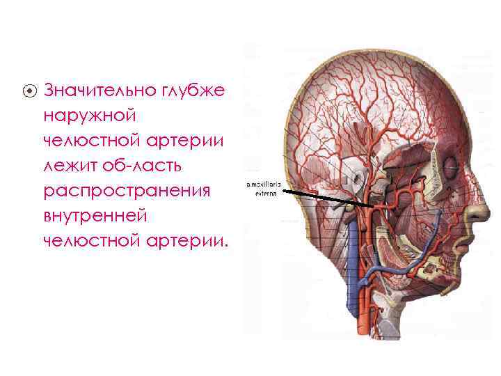 ⦿ Значительно глубже наружной челюстной артерии лежит об ласть распространения внутренней челюстной артерии. 