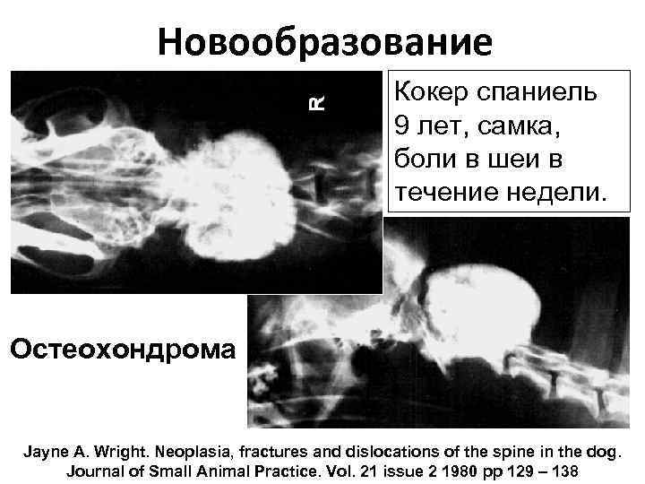 Новообразование Кокер спаниель 9 лет, самка, боли в шеи в течение недели. Остеохондрома Jayne