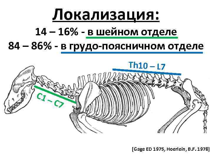Локализация: 14 – 16% - в шейном отделе 84 – 86% - в грудо-поясничном