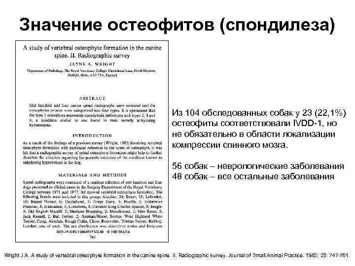 Значение остеофитов (спондилеза) Из 104 обследованных собак у 23 (22, 1%) остеофиты соответствовали IVDD-1,