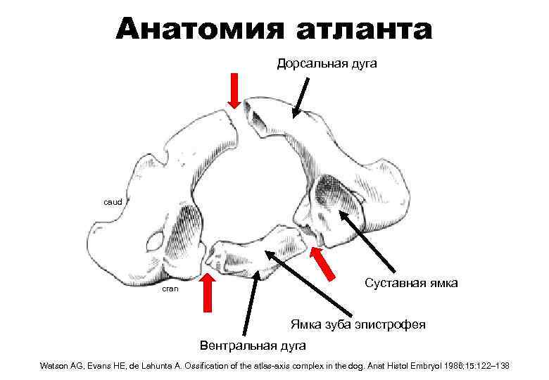 Анатомия атланта