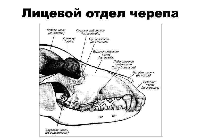 Схема строение черепа млекопитающих