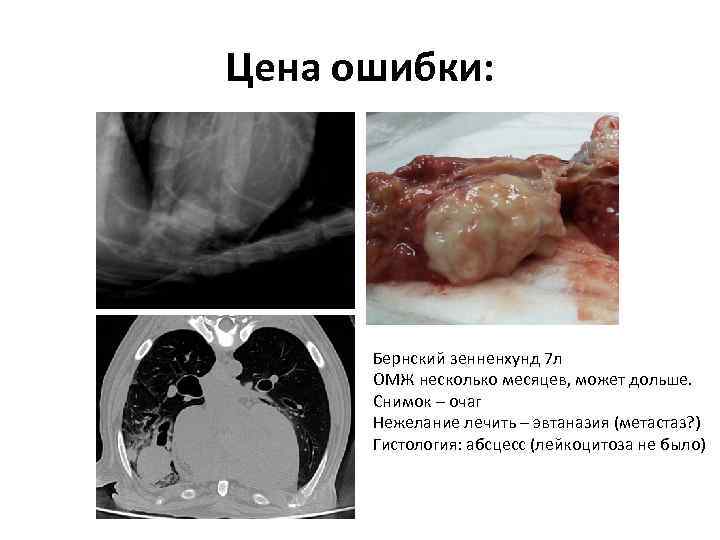 Цена ошибки: Бернский зенненхунд 7 л ОМЖ несколько месяцев, может дольше. Снимок – очаг