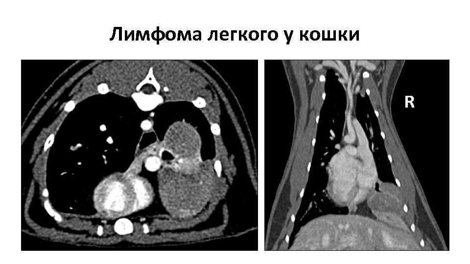 Лимфома легкого у кошки 