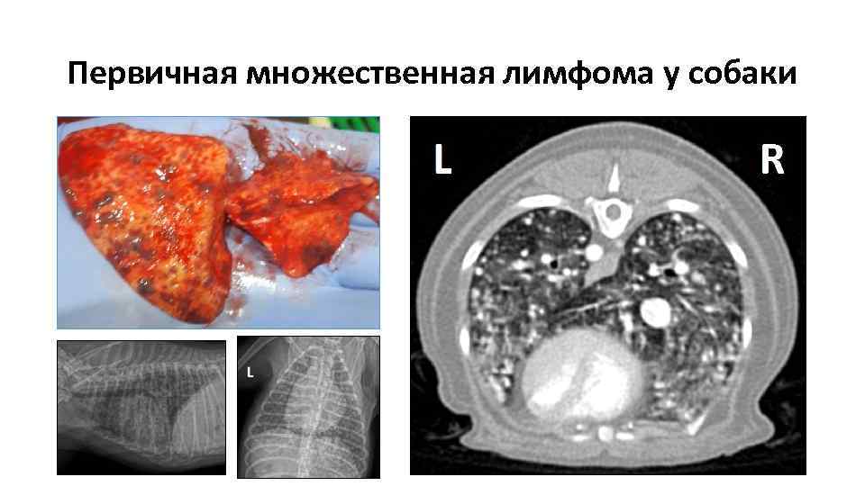 Первичная множественная лимфома у собаки 