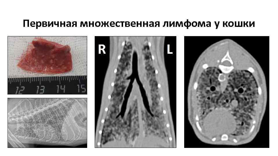 Первичная множественная лимфома у кошки 