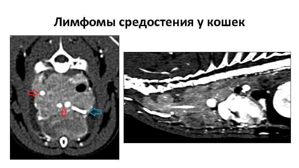 Лимфомы средостения у кошек 