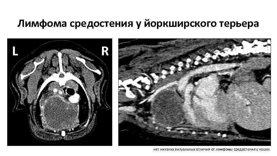 Лимфома средостения у йоркширского терьера нет никаких визуальных отличий от лимфомы средостения у кошек