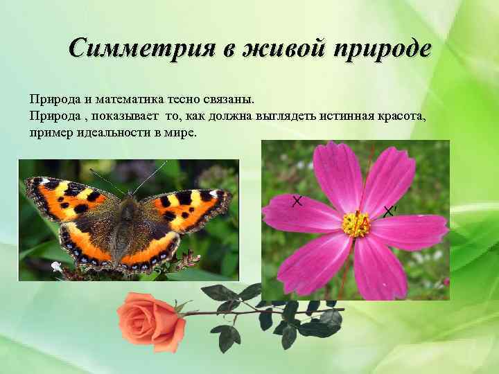 Презентация живая природа и симметрия