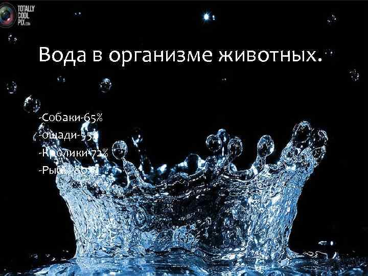 Входящая вода. Вода в организме животных. Вода в теле животного. Роль воды в организме животных. Содержание воды в теле животных.