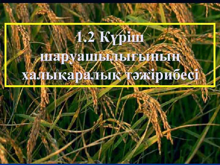 1. 2 Күріш шаруашылығының халықаралық тәжірибесі 20 