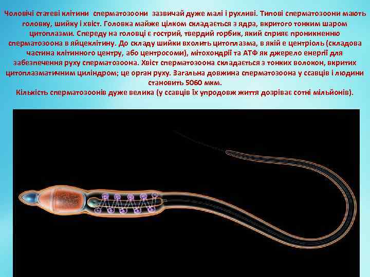 Чоловічі статеві клітини сперматозоони зазвичай дуже малі і рухливі. Типові сперматозоони мають головку, шийку