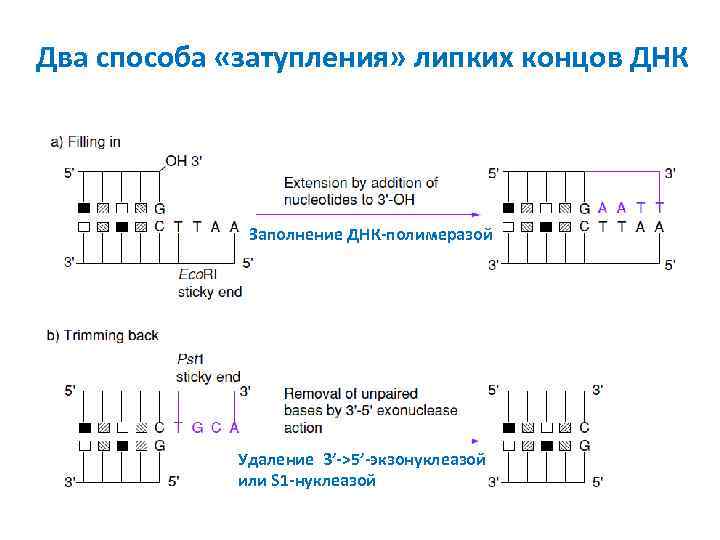 Фрагмент конца гена