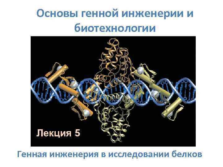 Основы генной инженерии и биотехнологии Лекция 5 Генная инженерия в исследовании белков 