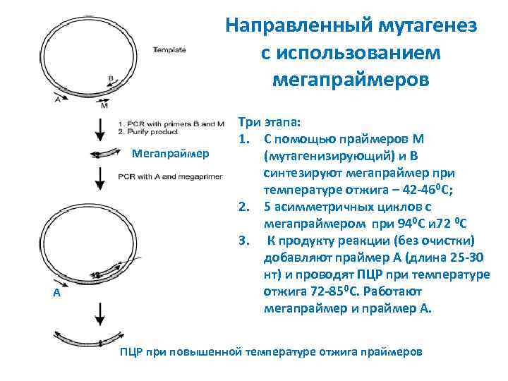 Направленный мутагенез с использованием мегапраймеров Мегапраймер A Три этапа: 1. С помощью праймеров М