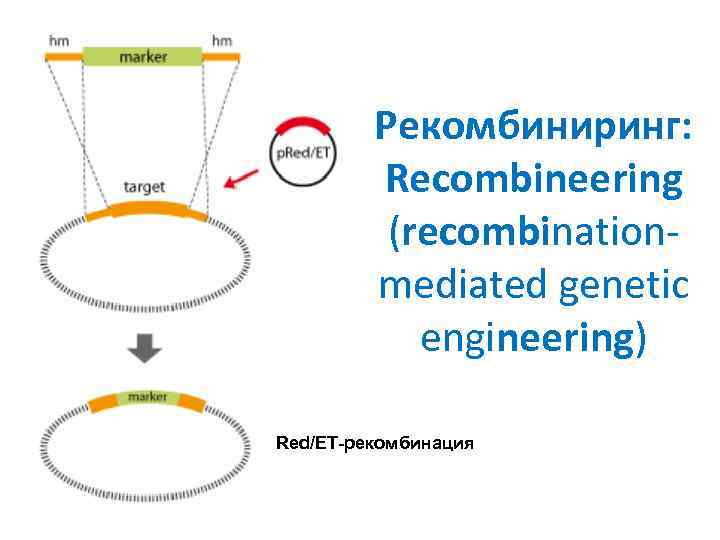 Рекомбиниринг: Recombineering (recombinationmediated genetic engineering) Red/ET-рекомбинация 