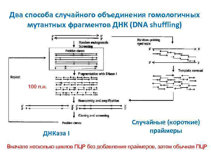 Два способа случайного объединения гомологичных мутантных фрагментов ДНК (DNA shuffling) 100 п. н. ДНКаза
