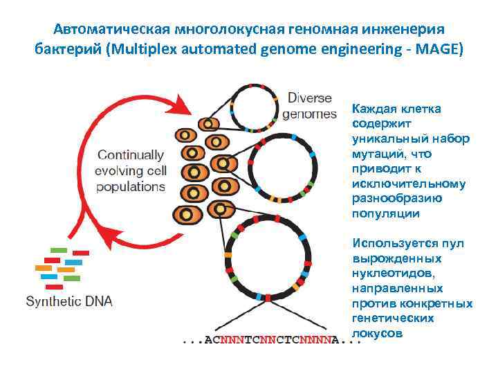 Автоматическая многолокусная геномная инженерия бактерий (Multiplex automated genome engineering - MAGE) Каждая клетка содержит