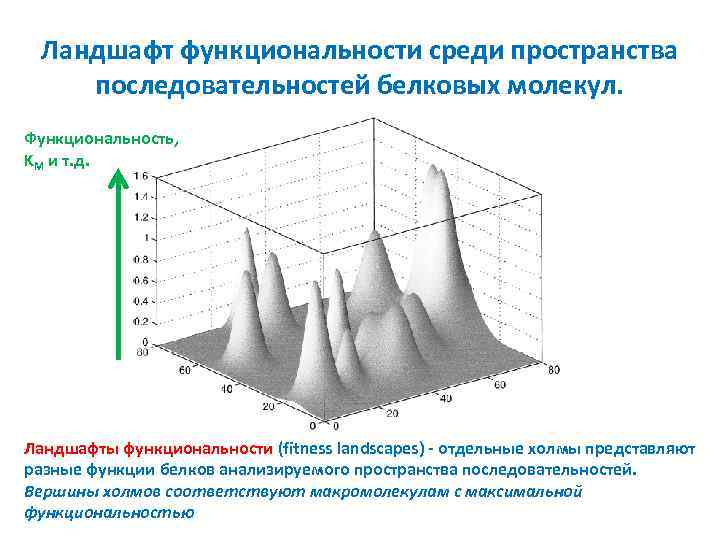 Ландшафт функциональности среди пространства последовательностей белковых молекул. Функциональность, KМ и т. д. Ландшафты функциональности