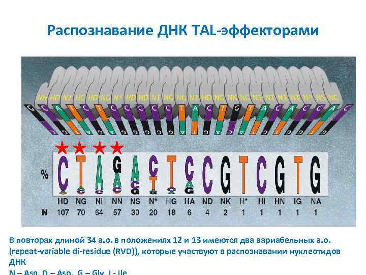 Распознавание ДНК TAL-эффекторами В повторах длиной 34 а. о. в положениях 12 и 13