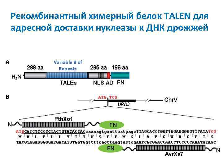 Рекомбинантный химерный белок TALEN для адресной доставки нуклеазы к ДНК дрожжей 