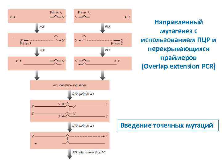 Направленный мутагенез с использованием ПЦР и перекрывающихся праймеров (Overlap extension PCR) Введение точечных мутаций