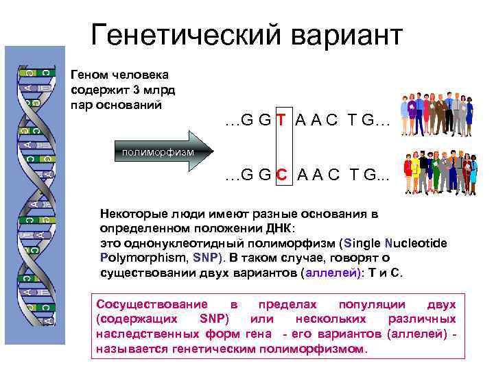 Генетический вариант