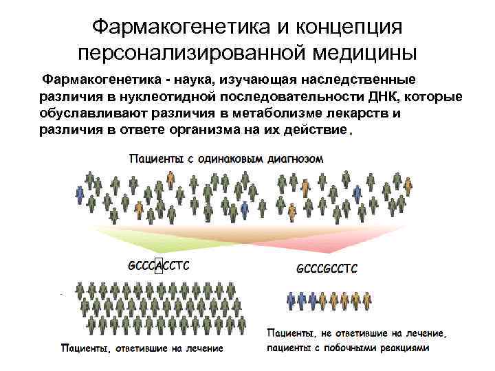 Фармакогенетика и концепция персонализированной медицины Фармакогенетика - наука, изучающая наследственные различия в нуклеотидной последовательности