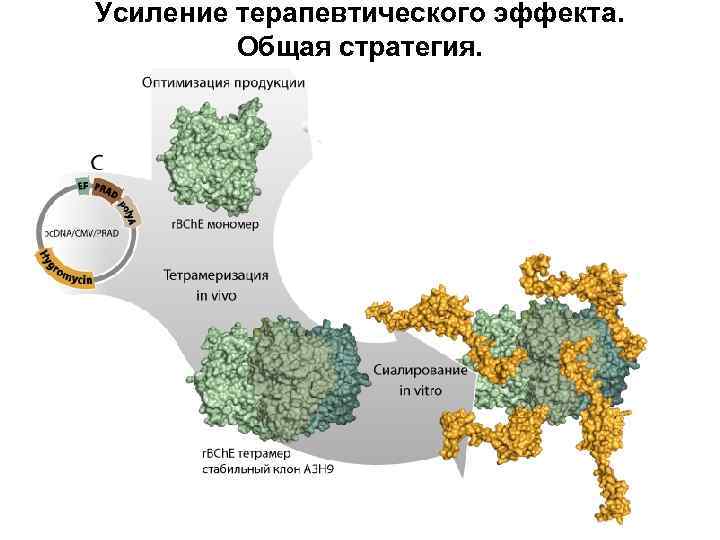 Усиление терапевтического эффекта. Общая стратегия. 