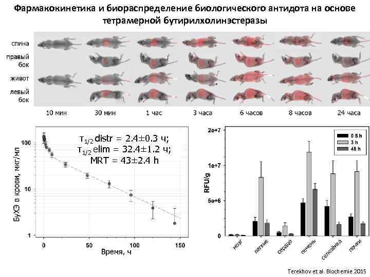 Фармакокинетика и биораспределение биологического антидота на основе тетрамерной бутирилхолинэстеразы τ1/2 distr = 2. 4±