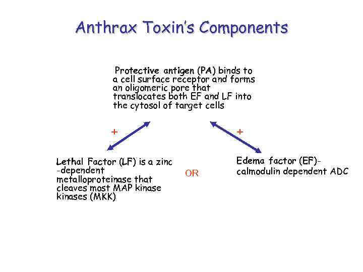 Anthrax Toxin’s Components Protective antigen (PA) binds to PA a cell surface receptor and